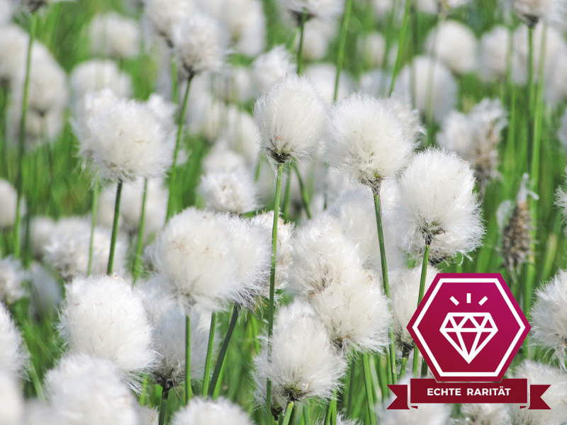 Scheidenwollgras - Eriphorum vaginatum